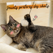Arbre à Chat Petit Espace : Doubles Perchoirs, Sisal Naturel, Confort Multi chat